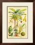 Plants Used As Food by William Rhind Limited Edition Pricing Art Print