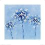 Hydrangeas by Richard Barrett Limited Edition Print