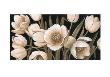 Sepia Tulips by Peter Mcgowan Limited Edition Print