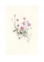 Sea Pinks by Hannah Pontin Limited Edition Print
