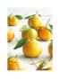 Golden Satsumas by Howard Shooter Limited Edition Pricing Art Print