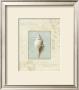 Soothing Words Shells I by Lisa Audit Limited Edition Print