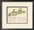 Bee Bird Verse by Nathaniel Tweet Limited Edition Print