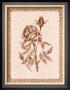 Sepia Rose Ii by Samuel Kay Limited Edition Print