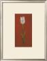 White Tulip by Jose Gomez Limited Edition Pricing Art Print