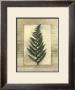 Texturized Fern Ii by Norman Wyatt Jr. Limited Edition Print