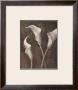 Luminous Lilies by Mandy Boursicot Limited Edition Pricing Art Print