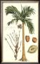 Exotic Palm V by Pierre-Joseph Buchoz Limited Edition Print