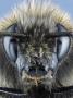 Head Of A Bumblebee by Wim Van Egmond Limited Edition Print