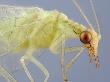 Head Of A Green Lacewing, Chrysoperla Carnea. Note The Colorful Compound Eyes by Wim Van Egmond Limited Edition Print