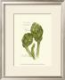 Tuscany Artichoke by Elissa Della-Piana Limited Edition Print