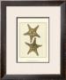 Crackled Antique Shells Viii by Denis Diderot Limited Edition Print