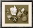 Shell Collector Series I by Renee Stramel Limited Edition Print