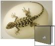 Desert Lizard Crawling On A Large White Egg by K.T. Limited Edition Print
