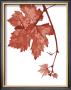 Red Bud by Gil-Lubin Limited Edition Print