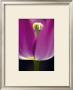 Tulipe Ii by Marc Ayrault Limited Edition Print