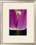 Tulipe Ii by Marc Ayrault Limited Edition Pricing Art Print