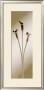 Calla by Edoardo Sardano Limited Edition Print
