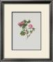 Alpine Rose by Moritz Michael Daffinger Limited Edition Pricing Art Print