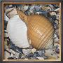 Shell Study I by Nick Biscardi Limited Edition Pricing Art Print