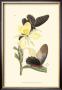 Butterflies And Flora Iv by John Westwood Limited Edition Print
