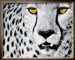 White Cheetah by Rocco Sette Limited Edition Print