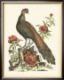 Regal Pheasants Iii by George Edwards Limited Edition Print