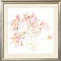 Prunus, 2006 by Anne Montiel Limited Edition Pricing Art Print