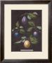 Plums by George Brookshaw Limited Edition Print