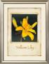 Yellow Lily by Richard Penn Limited Edition Pricing Art Print