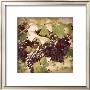 Vintage Grape Vines Ii by Jason Johnson Limited Edition Print