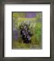 Fines Herbes Ii by Giancarlo Riboli Limited Edition Print