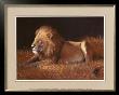 Majestic Lion by Silvia Duran Limited Edition Print