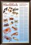 A Seafood Lover's Guide To Sustainable Shellfish Choices by Brenda Gillespie Limited Edition Print