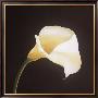 Calla Lily by Hampton Hall Limited Edition Pricing Art Print