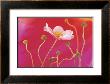 Japanese Anemone by Andy Small Limited Edition Pricing Art Print