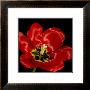 Shimmering Tulips Iii by Renee Stramel Limited Edition Pricing Art Print