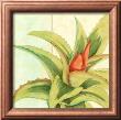 Tropicana Botanical V by Jennifer Goldberger Limited Edition Print