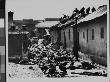 Vultures Feeding On Corpses In Alleyway After Bloody Rioting Between Hindus And Muslims by Margaret Bourke-White Limited Edition Pricing Art Print