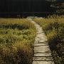 Wooden Path Passing Through A Landscape, Sweden by Mikael Andersson Limited Edition Pricing Art Print