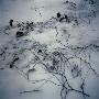 Snowy Ground, Sweden by Mikael Andersson Limited Edition Print