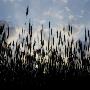 Silhouette Of Corn Crops In A Field by Mikael Andersson Limited Edition Print