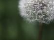 Close-Up Of A Dandelion Flower (Taraxacum Officinale) by Atli Mar Limited Edition Print