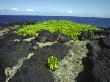 Scant Vegetation On A Stony Shore by Bjorn Wiklander Limited Edition Pricing Art Print