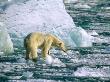 Side Profile Of A Polar Bear Standing On An Iceberg (Ursus Maritimus), Norway by Berndt-Joel Gunnarsson Limited Edition Print