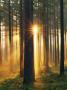 Sunlight Shining Through Trees In The Forest, Sodermanland, Sweden by Anders Ekholm Limited Edition Print