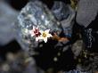 Flowers On Stones, Iceland by Ann Eriksson Limited Edition Print