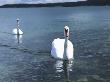 Two Swans On Water by Ann Eriksson Limited Edition Pricing Art Print