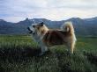 An Icelandic Dog Standing In A Grassy Pasture Below Mountains, Iceland by Erling O Adalsteinsson Limited Edition Print