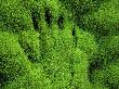 Handprint Impression On Grass by Hakon Agustsson Limited Edition Print